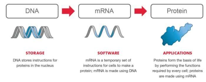 mrna-dna-protein